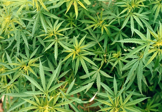 Ecco come si coltiveranno le piante di cannabis per uso terapeutico in Italia