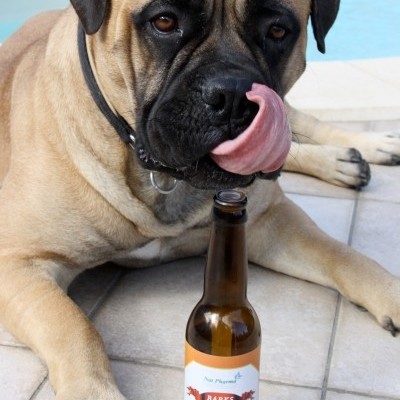 Happy hour con cani, gatti e proprietari
