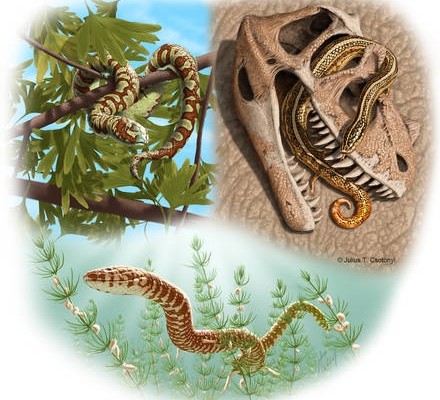 Serpenti:70 milioni di anni più antichi di quanto si pensasse